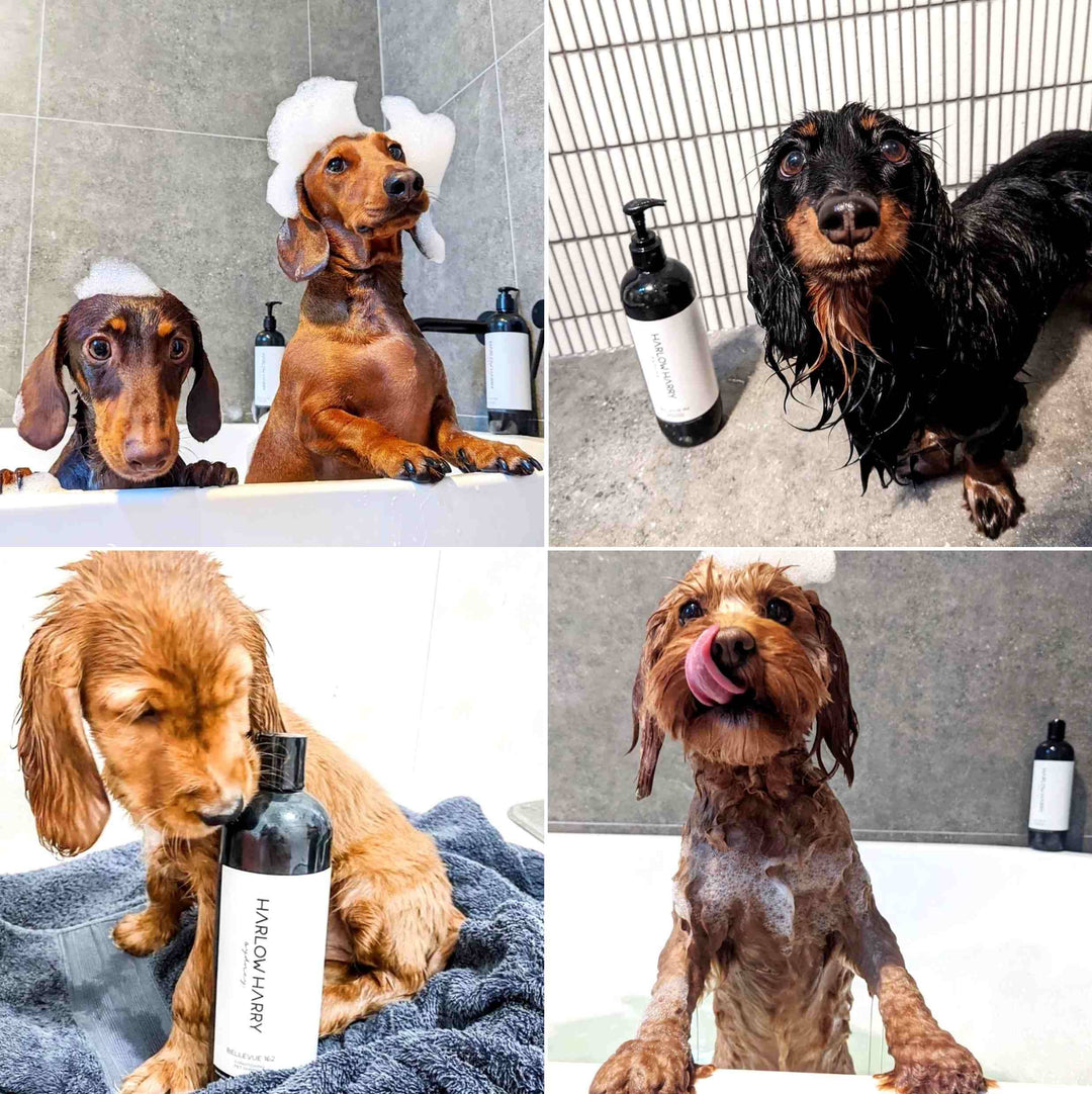HARLOW HARRY - 2-in-1 Conditioning Dog Shampoo | L'hermitage 37: 500mL