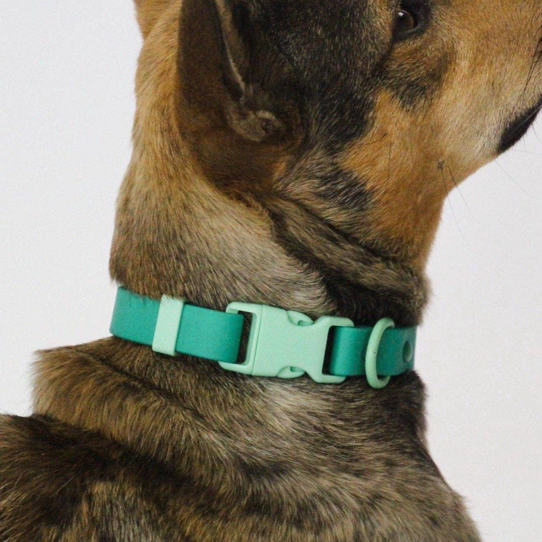 The Fritz Collar - Durable, Waterproof&Two-Tone | Green