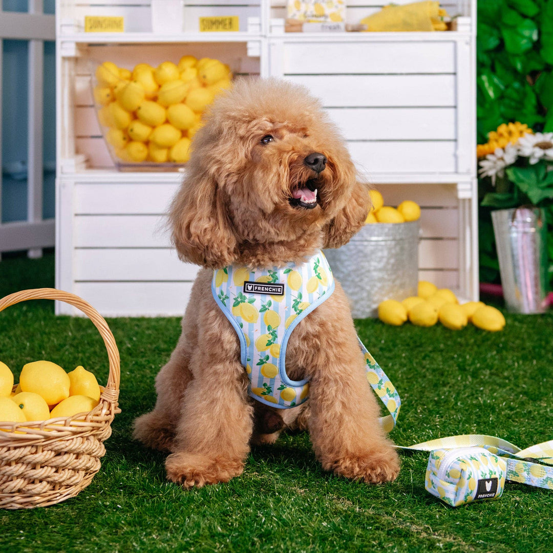 Frenchie - Frenchie Duo Reversible Harness - Lemon Tree: M