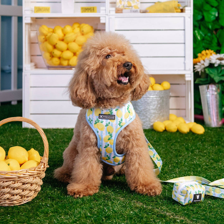 Frenchie - Frenchie Duo Reversible Harness - Lemon Tree: M