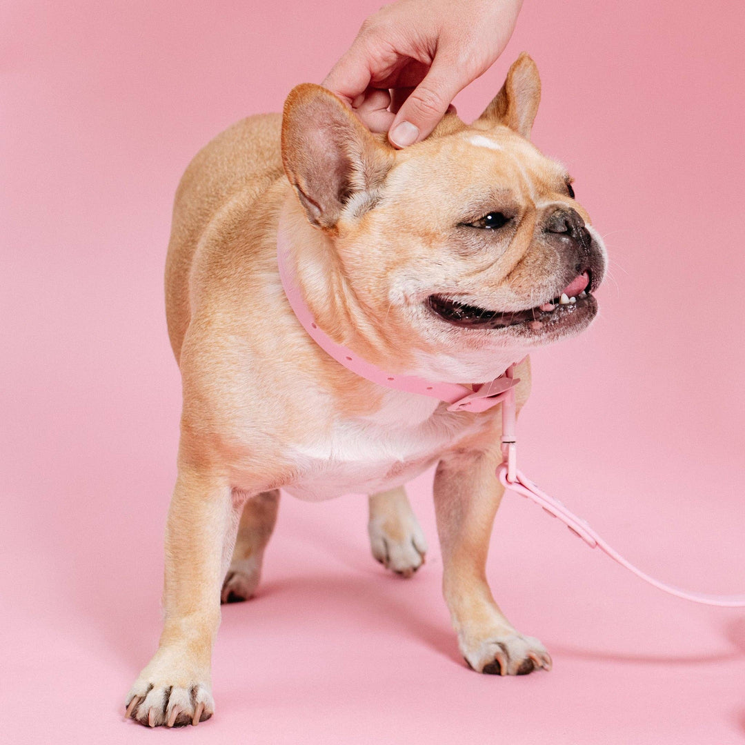 Frenchie - Frenchie Waterproof Collar - Pink Bubble Gum: M