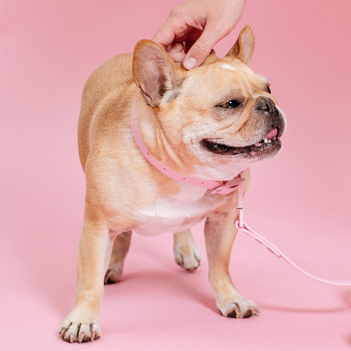 Frenchie - Frenchie Waterproof Collar - Pink Bubble Gum: M