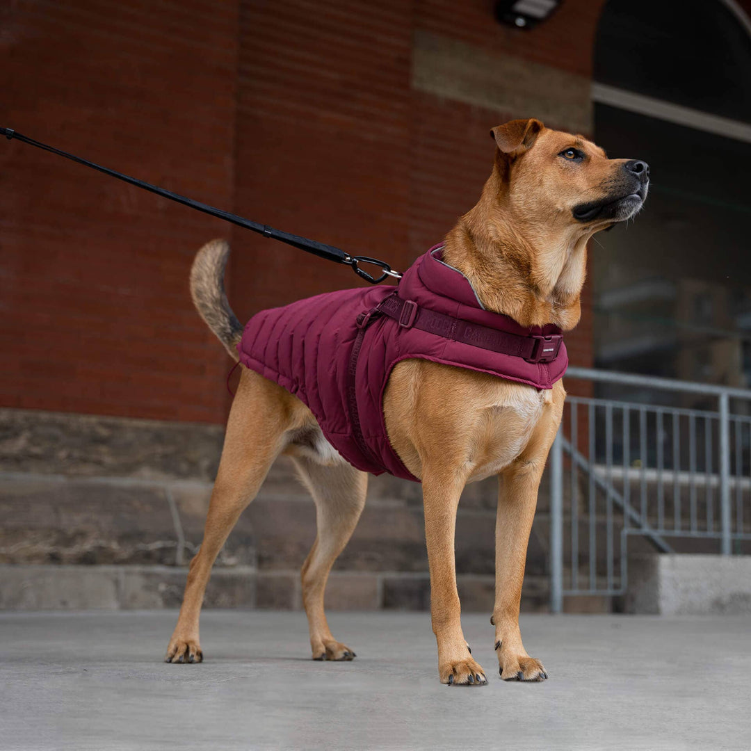 Canada Pooch - Harness Puffer Red