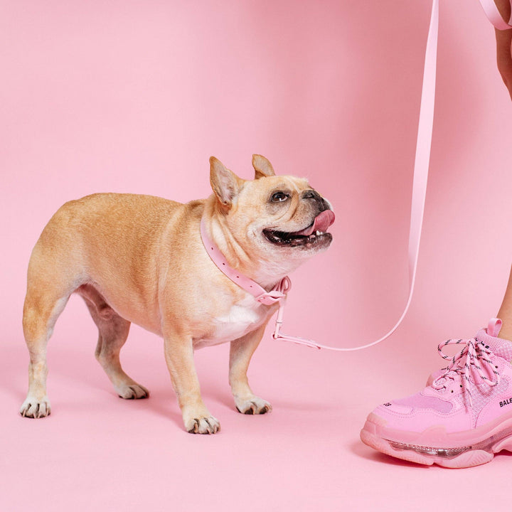 Frenchie - Frenchie Waterproof Collar - Pink Bubble Gum: L