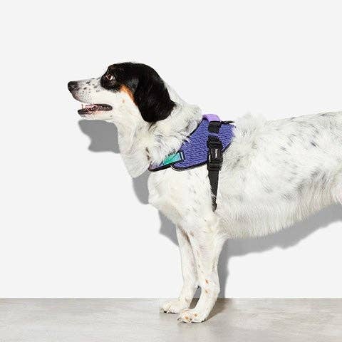 Zee.Dog - Wicked | FlyHarness: Size 1