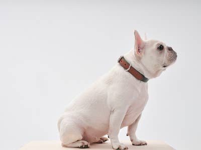 PEHOM - DOUBLE COLORES COLLAR: ORANGE GREEN / S