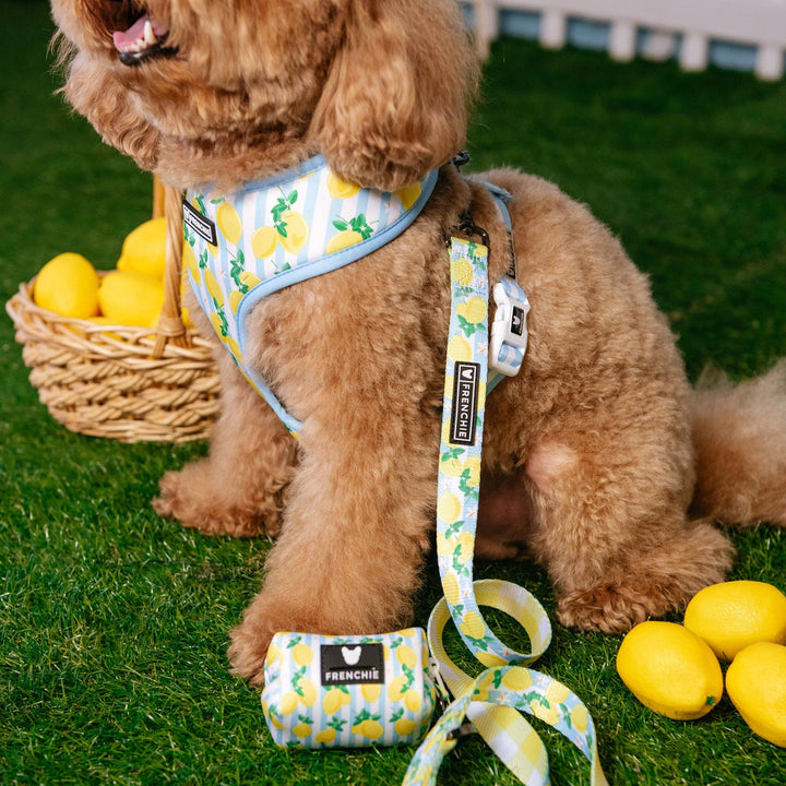 Frenchie - Frenchie Duo Reversible Harness - Lemon Tree: M