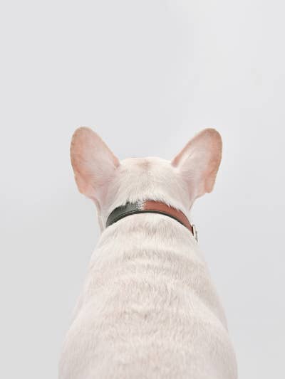PEHOM - DOUBLE COLORES COLLAR: ORANGE GREEN / S