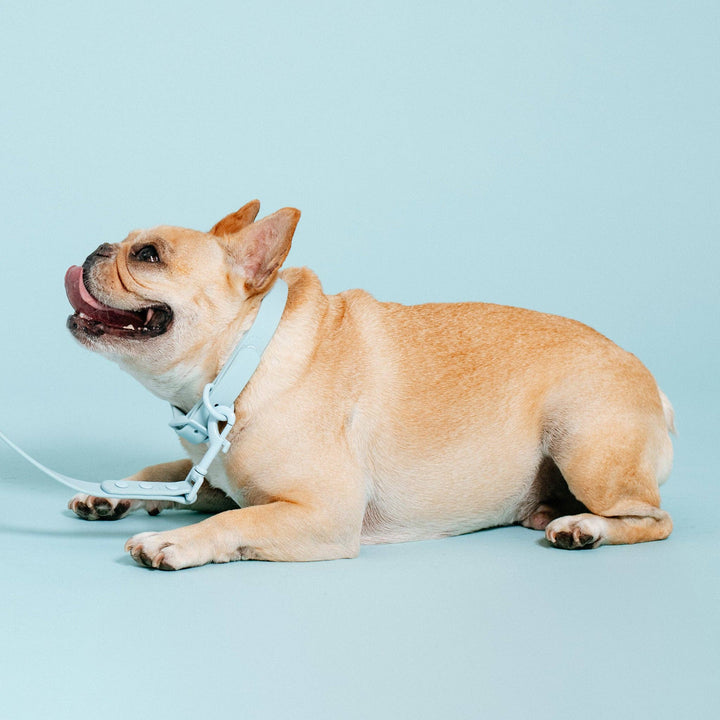 Frenchie - Frenchie Waterproof Collar - Ocean Blue: L