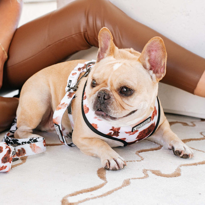 Frenchie - Frenchie Duo Reversible Harness - Moo: M