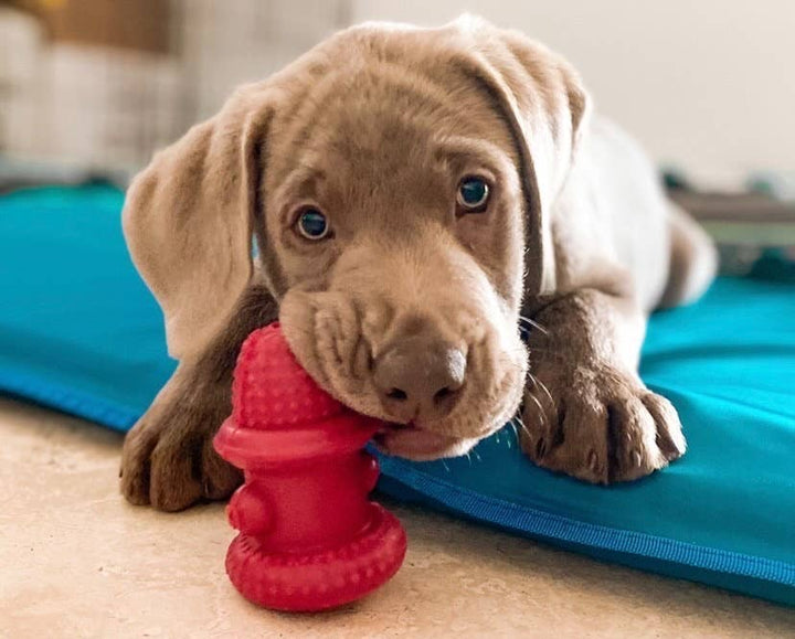 Spunky Pup - Double Wall Hydrant - Made in the USA: Large