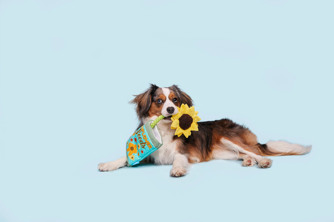 Pet Palette Distribution - BARK Funflower Seeds