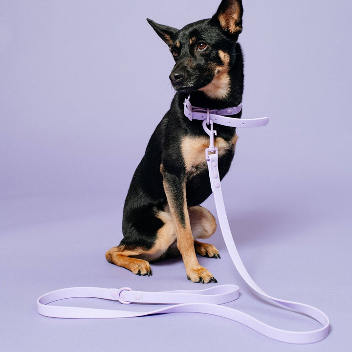 Frenchie - Frenchie Waterproof Leash - Violet: OS