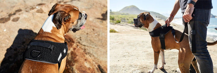 Zee.Dog - Gotham | FlyHarness: Size 4
