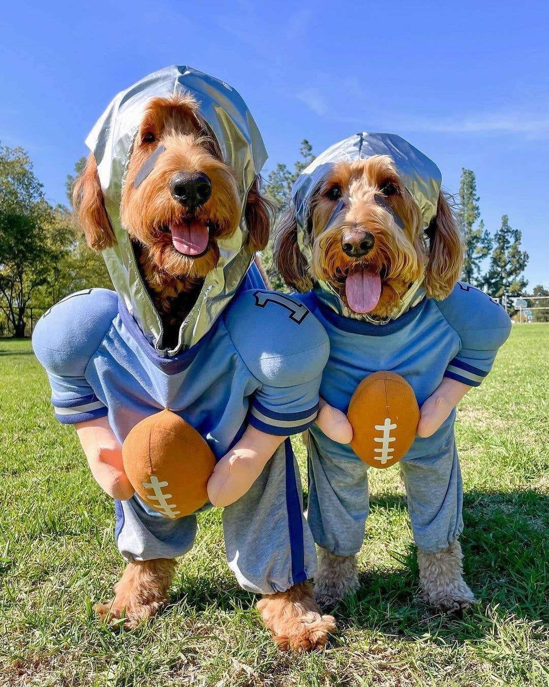 Show & Tail - Pet Apparel - QuarterBark: XS