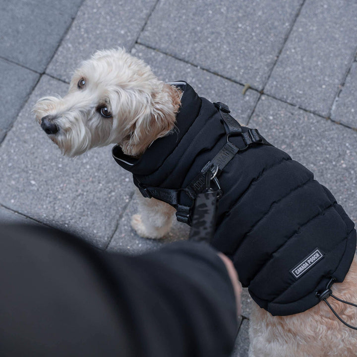 Canada Pooch - Harness Puffer: 8 / Black