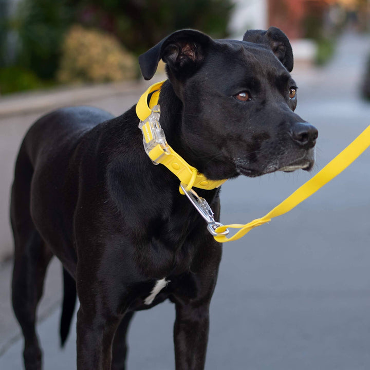 Canada Pooch - Waterproof Dog Leash (Yellow): S/M / Yellow