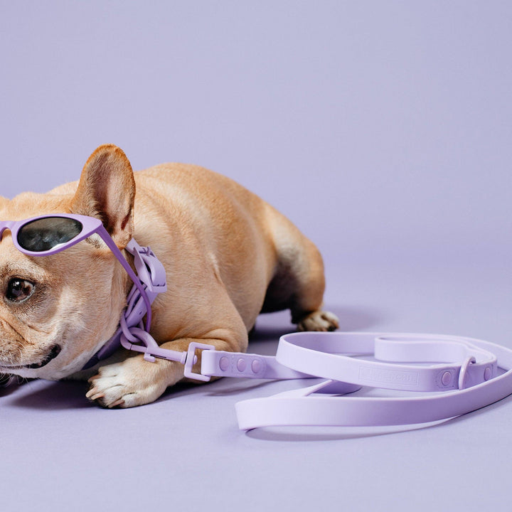 Frenchie - Frenchie Waterproof Leash - Violet: OS