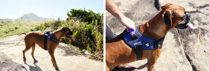 Zee.Dog - Wicked | FlyHarness: Size 5
