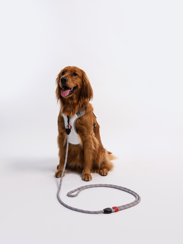 RIFRUF - Commuter Leash: Borough / 73in Length