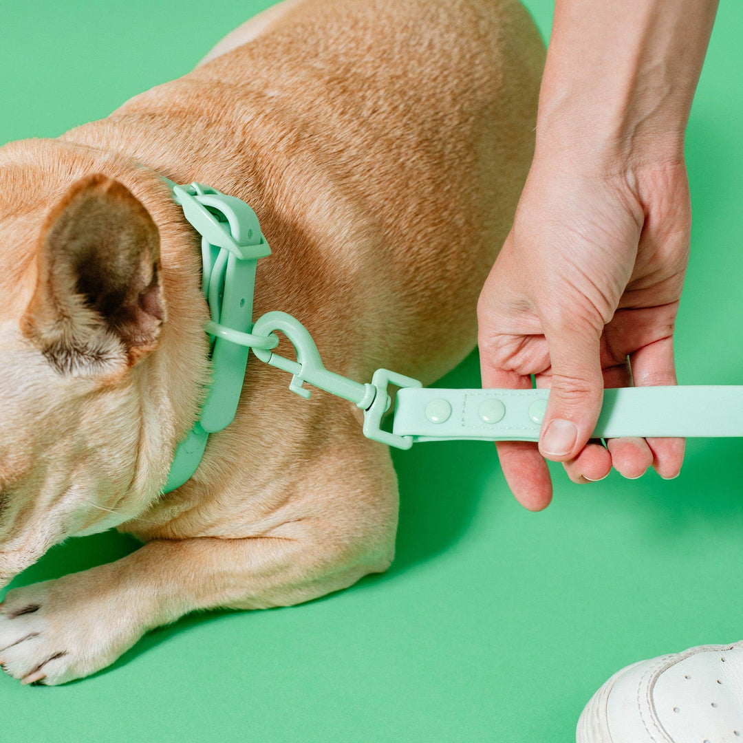 Frenchie - Frenchie Waterproof Leash - Mint Green: OS