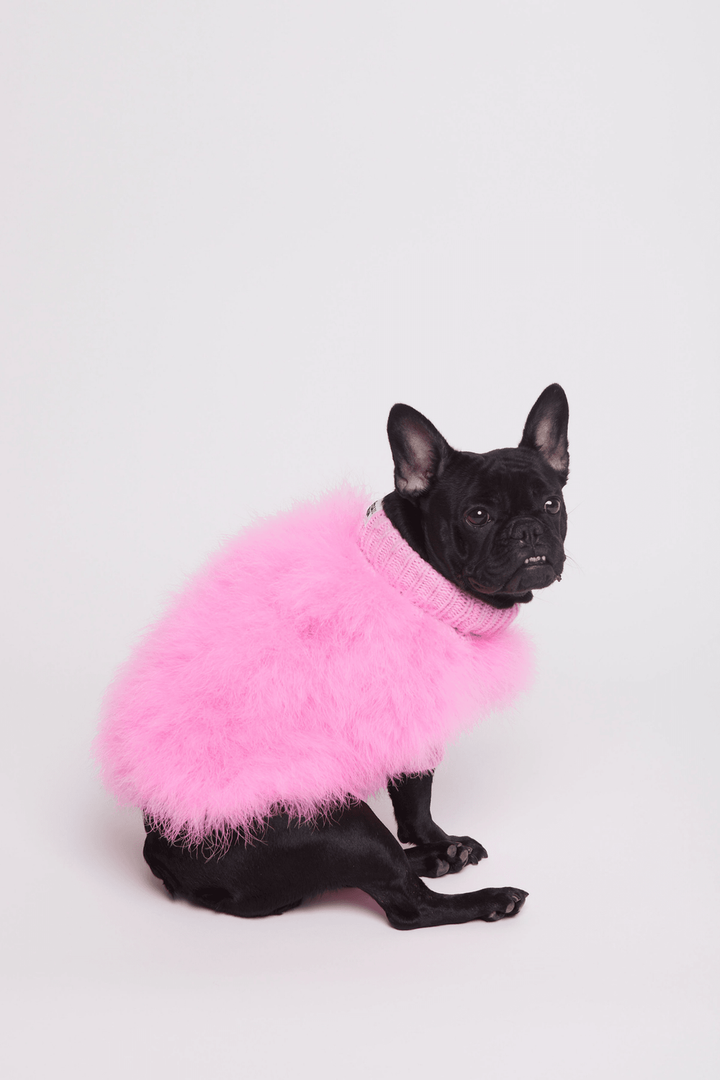 maxbone - Christian Cowan x maxbone Jumper for Dogs: Medium / Light Blue