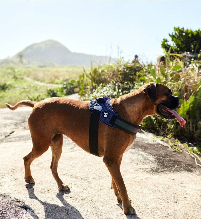 Zee.Dog - Wicked | FlyHarness: Size 1