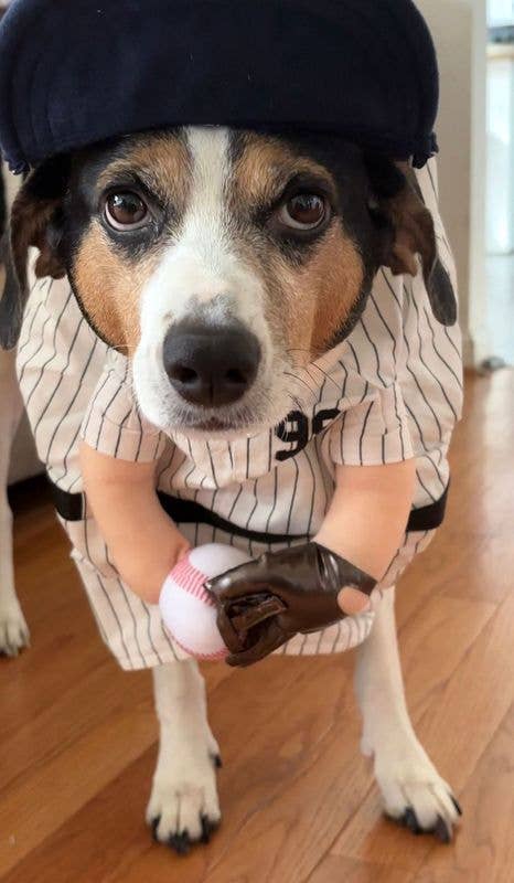 Show & Tail - Pet Apparel - The Home Ruff: L