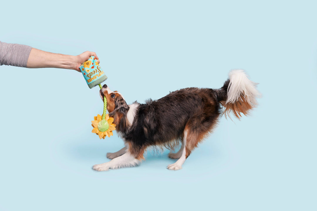 Pet Palette Distribution - BARK Funflower Seeds