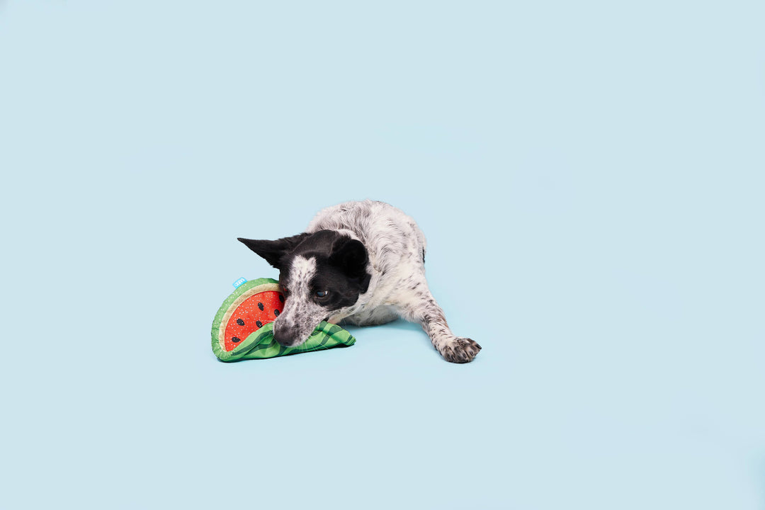 Pet Palette Distribution - BARK Slobbermelon Fetch