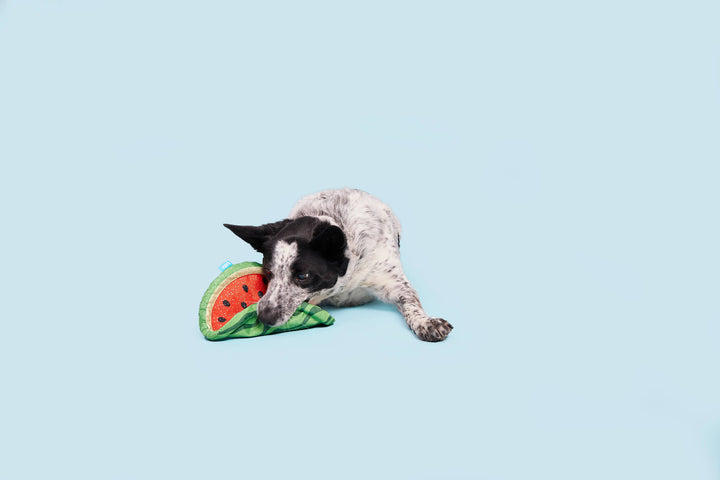 Pet Palette Distribution - BARK Slobbermelon Fetch