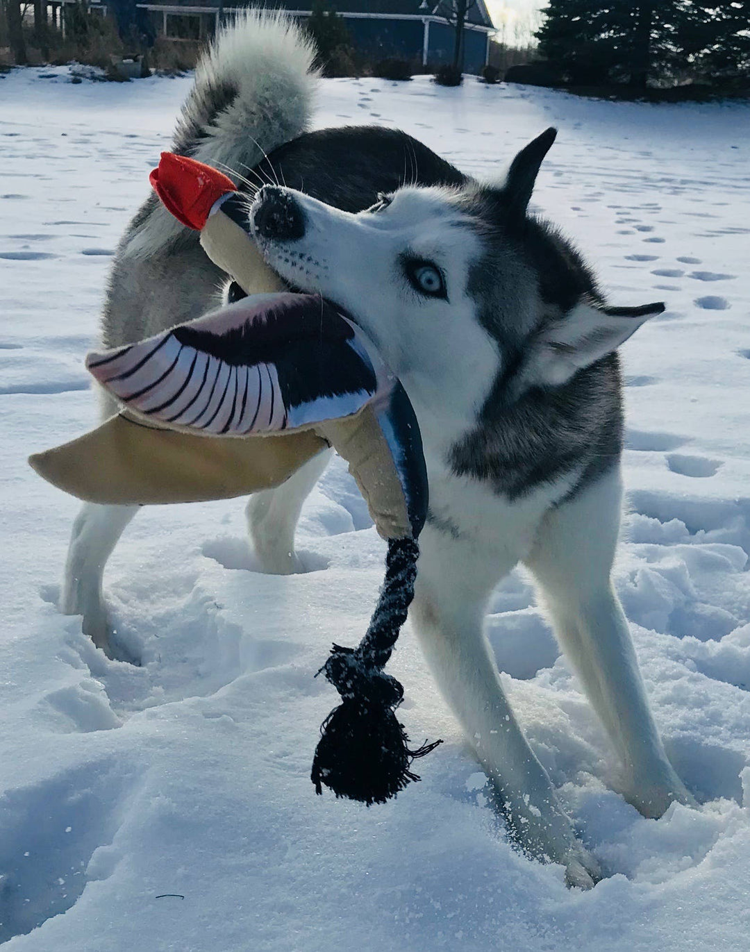 Spunky Pup - Fly & Fetch Launching Toys: Eagle