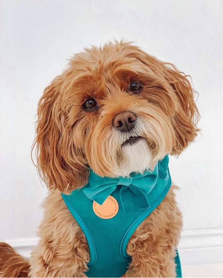 The Spotted Dog Company - Jade Velvet Harness: Medium