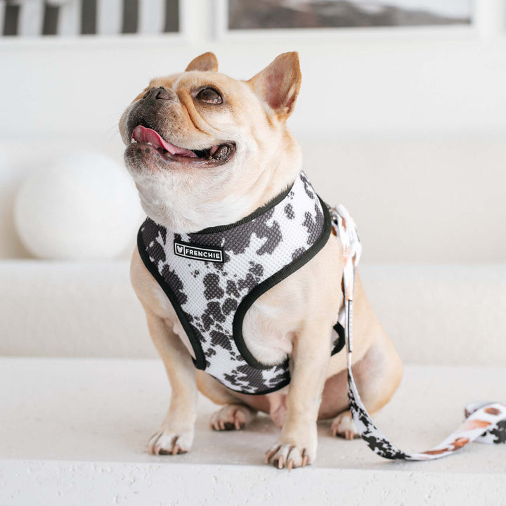 Frenchie - Frenchie Duo Reversible Harness - Moo: M