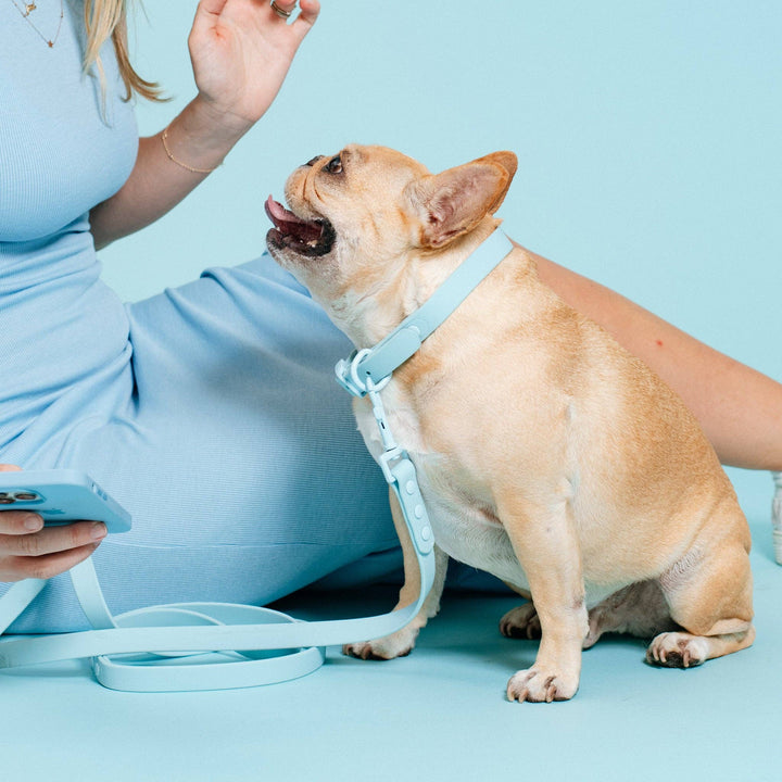 Frenchie - Frenchie Waterproof Collar - Ocean Blue: L