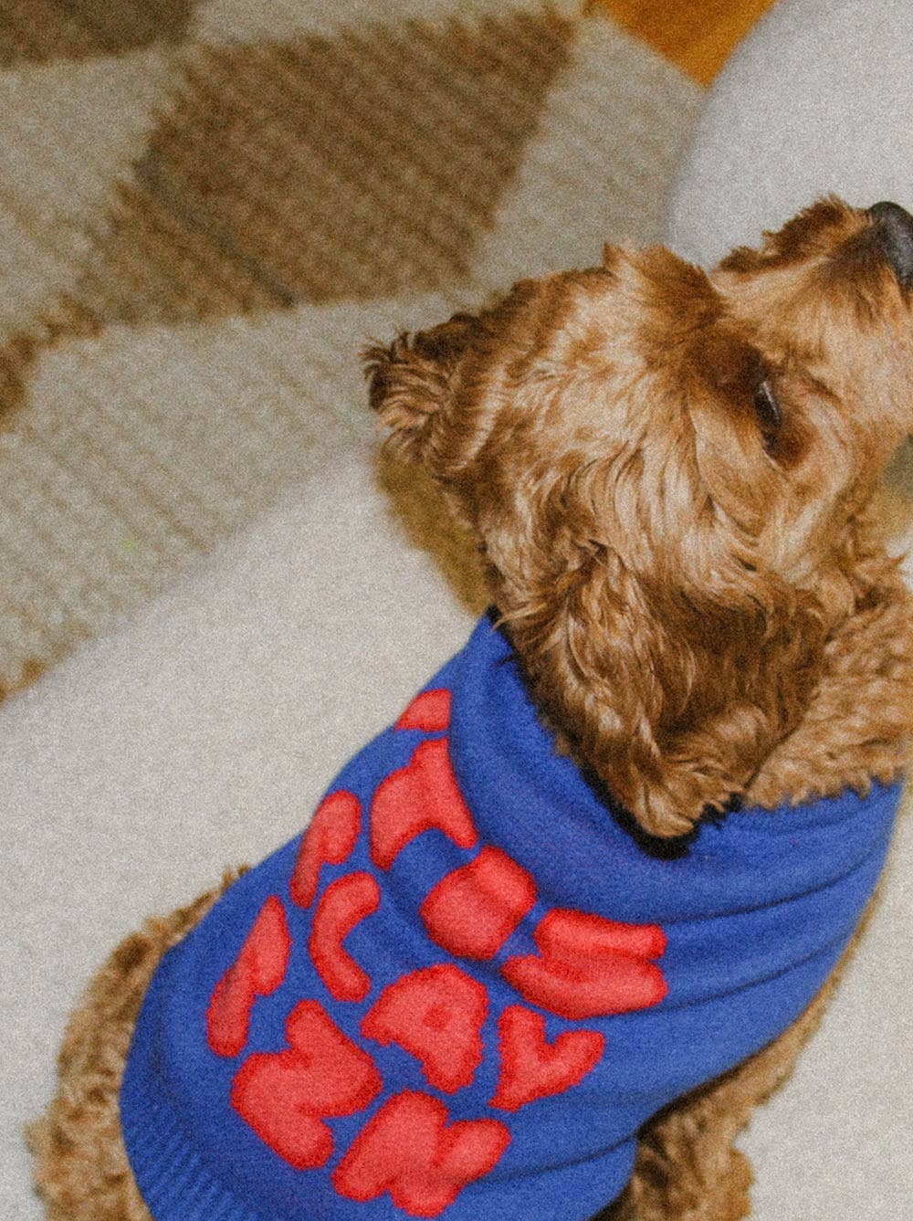 Good Thomas - 'Tis Slay Szn Sweater: Dog / S (11-16lb dog)
