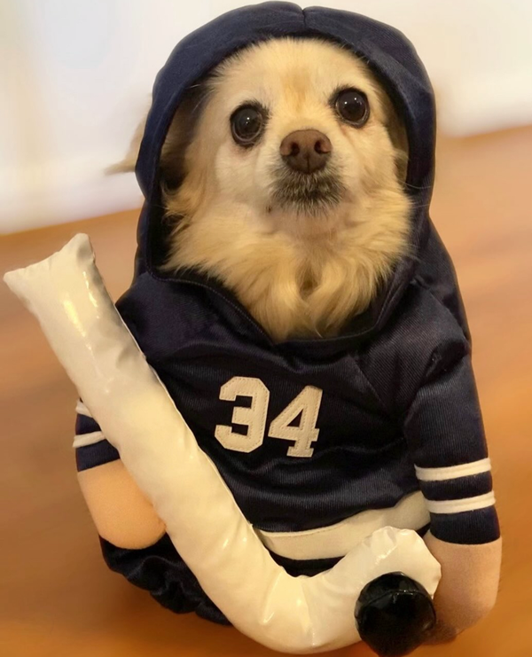 Show & Tail - Pet Apparel - The Stanley Pup: M