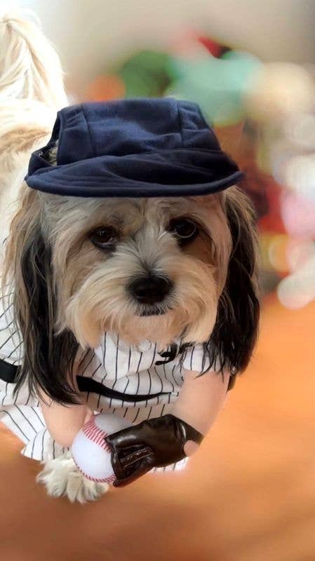 Show & Tail - Pet Apparel - The Home Ruff: L