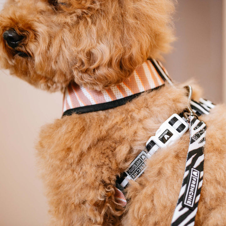 Frenchie - Frenchie Duo Reversible Harness - Zebra: Xsmall