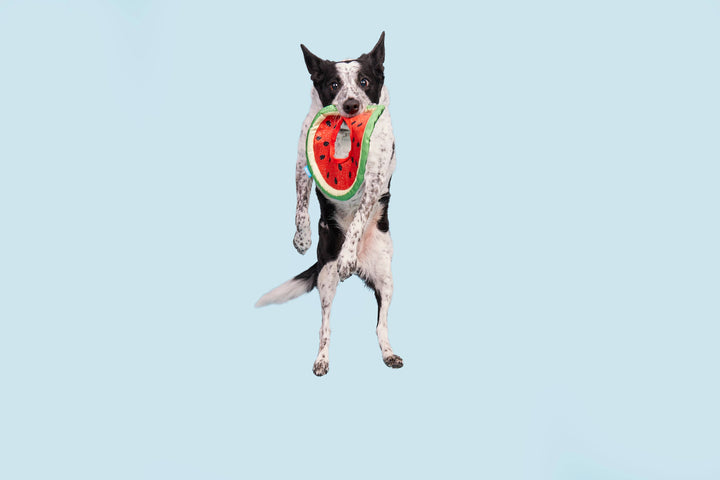 Pet Palette Distribution - BARK Slobbermelon Fetch