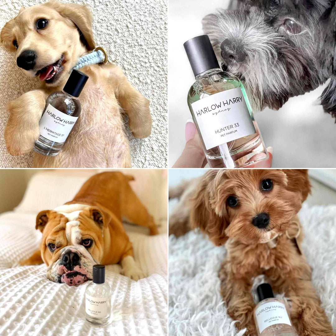 HARLOW HARRY - Dog Perfume | Bellevue 162: 50mL