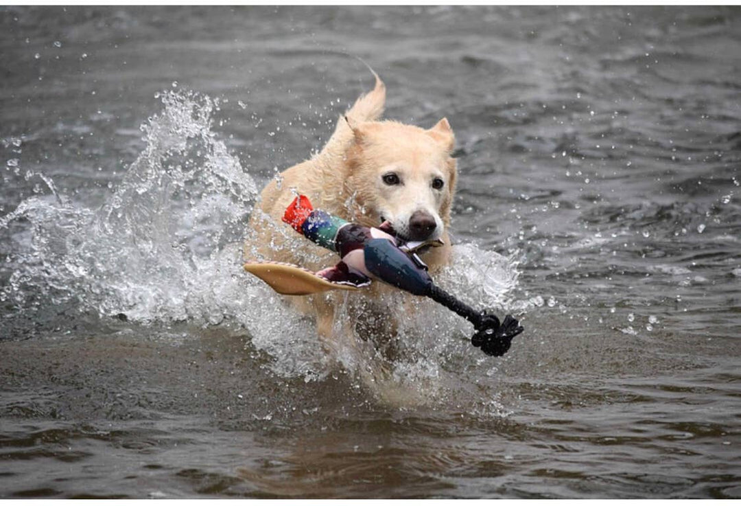 Spunky Pup - Fly & Fetch Launching Toys: Eagle