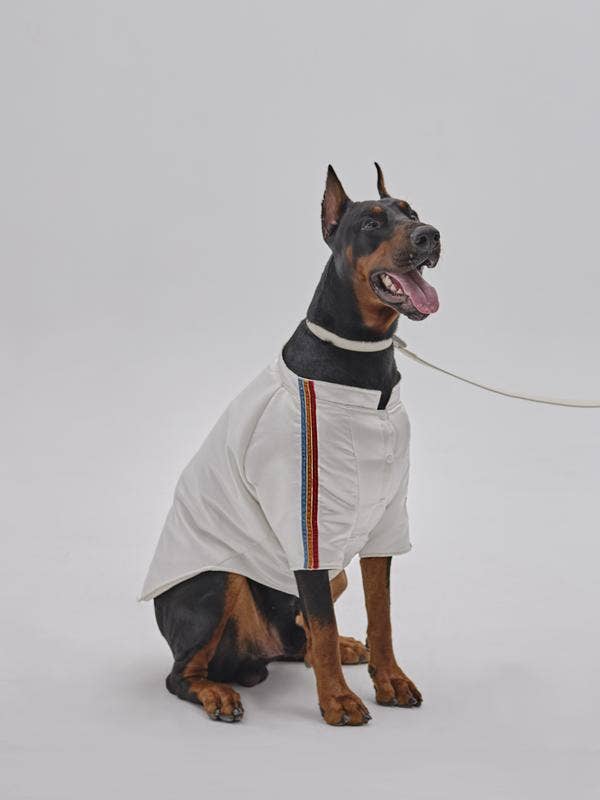 PEHOM - Pet Velvet Striped Jacket: S