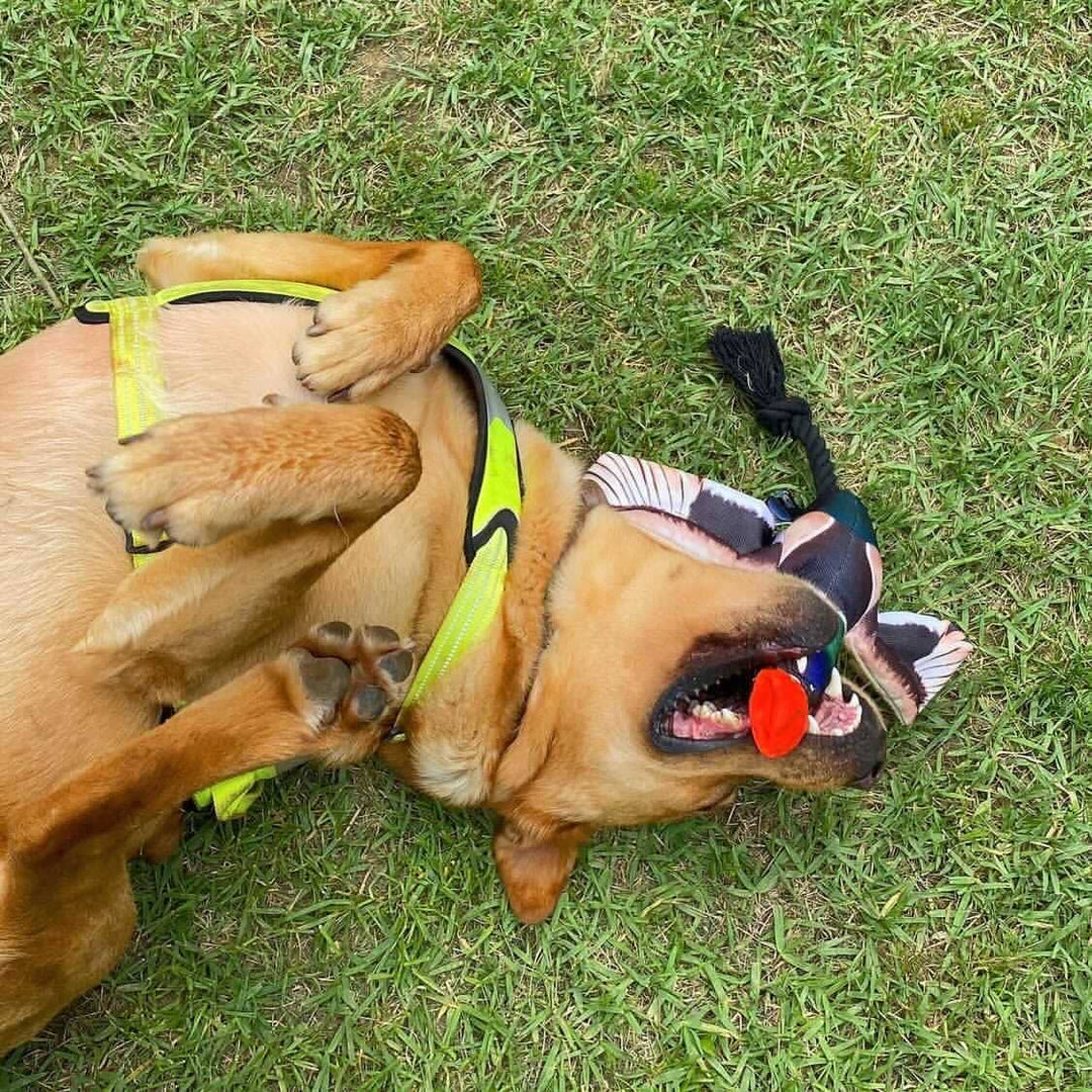 Spunky Pup - Fly & Fetch Launching Toys: Eagle