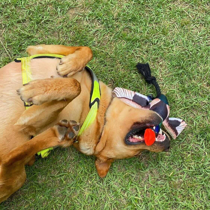 Spunky Pup - Fly & Fetch Launching Toys: Eagle