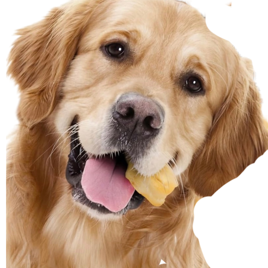 Live Pawsitive - Pig Snout 4 Pack - Natural dog chew 