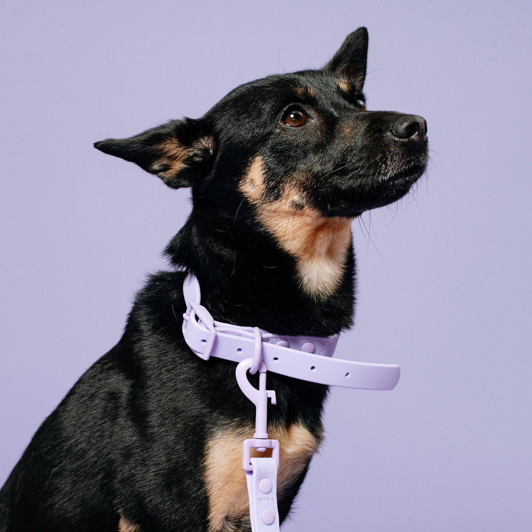 Frenchie - Frenchie Waterproof Leash - Violet: OS