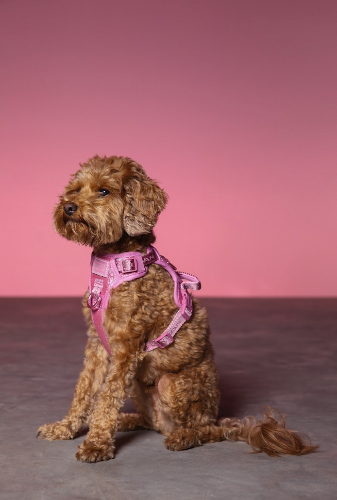maxbone - Christian Cowan x maxbone Glitz Walk Set for Dogs: Small