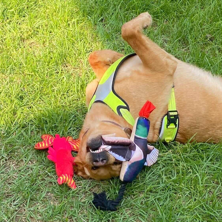 Spunky Pup - Fly & Fetch Launching Toys: Eagle