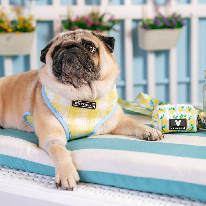 Frenchie - Frenchie Duo Reversible Harness - Lemon Tree: M